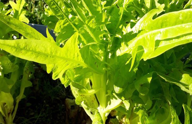 Salatsamen selbst vermehren