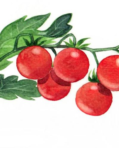 Bio Saatgut Tomate Zuckertraube