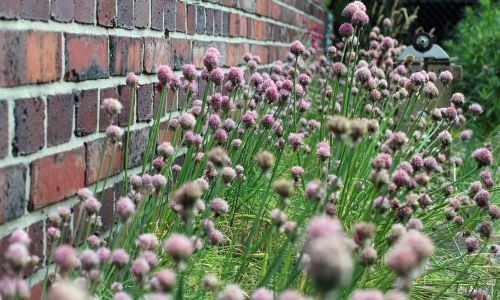 Schnittlauch Samen selbst vermehren