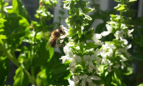 Der bienenfreundliche Balkon - Basilikum