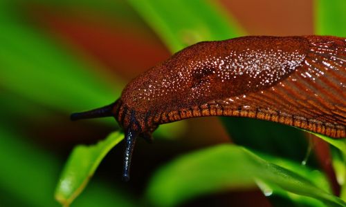 Schnecken im Garten - eine Plage