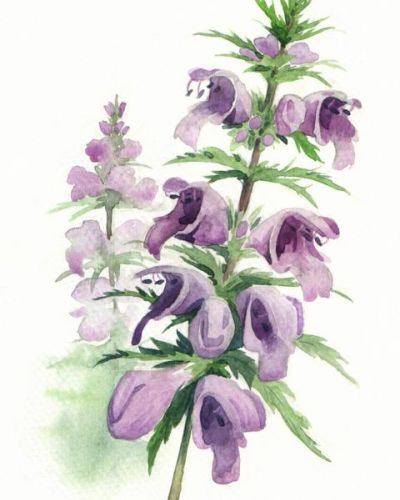 Bio Saatgut Türkischer Drachenkopf