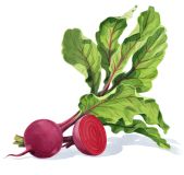 Rote Bete anbauen aus Rote Bete Samen