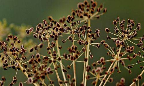 Dillsamen_selbst_vermehren