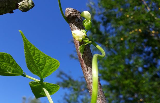 Rankhilfe für Stangenbohne im Gemüsegarten