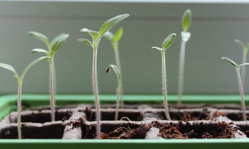 Keimlinge aus Bio-Samen wachsen in ihren Töpfen