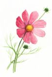 Cosmea säen (Schmuckkörbchen)