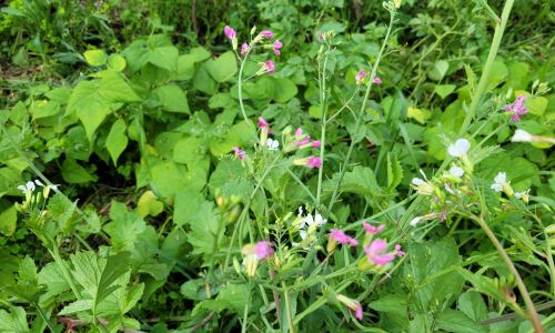 Radieschen Samen selbst vermehren