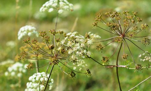 Petersilie-Samen selbst vermehren
