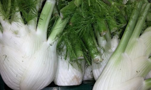 Fenchel anbauen - wie es geht.