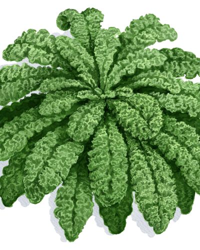 Grünkohl anbauen Lerchenzunge