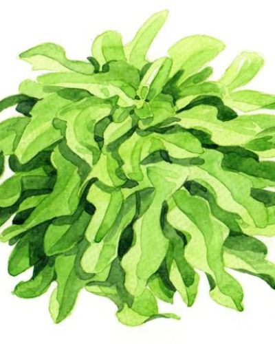 Bio Saatgut Eichblattsalat Till