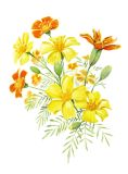 Tagetes säen
