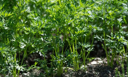 Karotten ausdünnen im Gemüsebeet