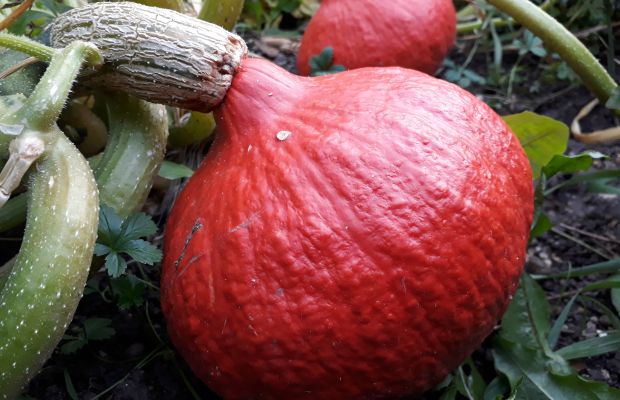 Hokkaido Kürbis anbauen. Säen, vorziehen, pflanzen, ernten