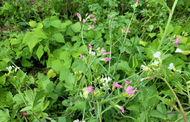 Radieschen Samen selbst vermehren