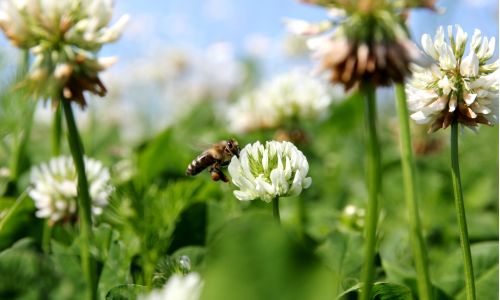 Bio Dünger aus Klee
