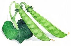 Bio Saatgut Zuckererbse Ambrosia