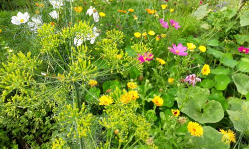 Mischkultur mit Dill, Kapuzinerkresse, Kürbis, Cosmea, Möhre
