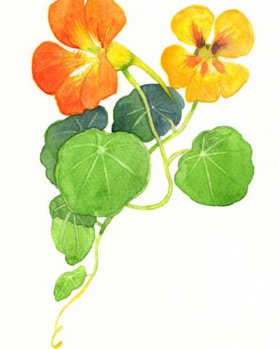 Kapuzinerkresse säen