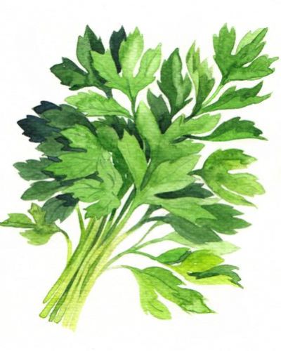 Bio Saatgut Petersilie Einfache Schnitt 3