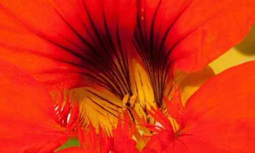 Kapuzinerkresse-Samen selbst vermehren