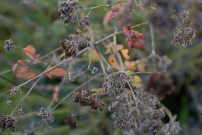 Saatgut Sortenvielfalt