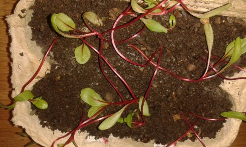 Land dünn vergeilt - Mangold-Stiele knicken um