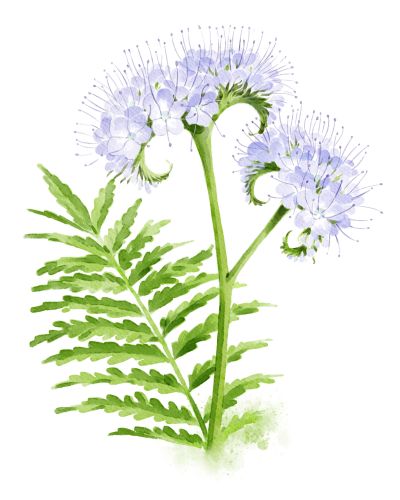 Phacelia säen mit bio Phacelia Samen