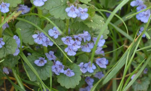 Essbare Wildkräuter