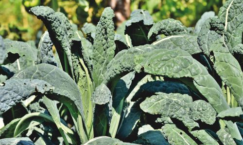 Grünkohl Samen selbst vermehren