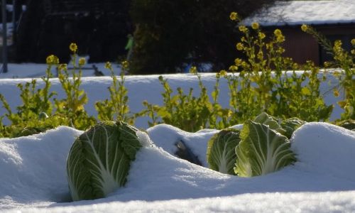 Dieses Gemüse ist winterhart