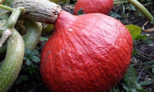 Hokkaido Kürbis anbauen. Säen, vorziehen, pflanzen, ernten