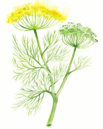 Bio Saatgut Dill samenfest