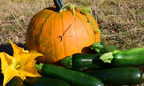 Achtung Bitterstoffe in selbst vermehrten Zucchini und Kürbissen