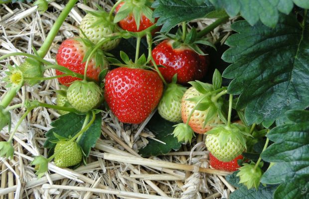 Erdbeeren im Beet gut gemulcht