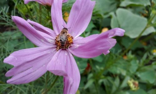 Cosmea-Samen aus eigenen Blumen gewinnen