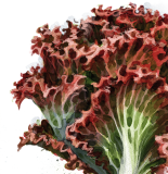 Lollo Rosso Salat pflanzen