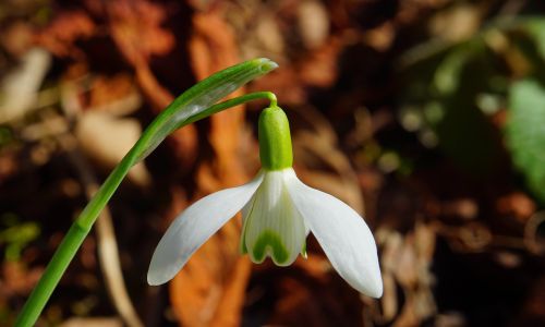 Schneeglöckchen - ein Frühblüher aus Blumenzwiebeln