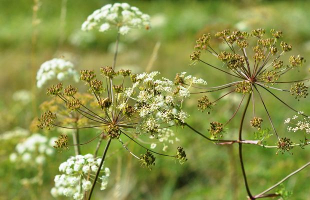 Petersilie-Samen selbst vermehren