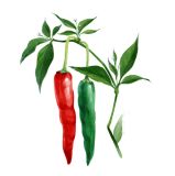 Chili anbauen de Cayenne