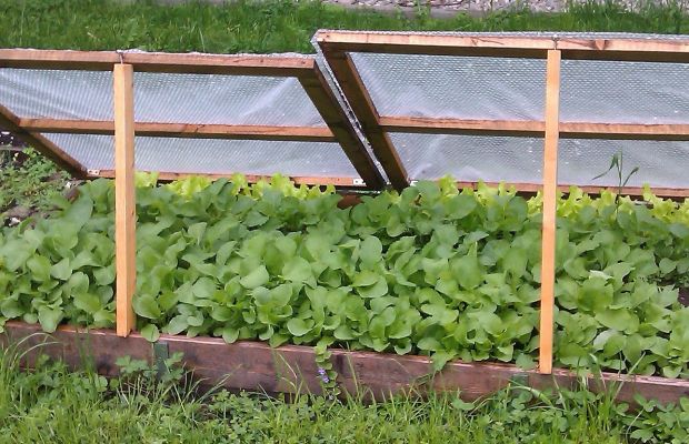 DIY Frühbeet mit Foliendach