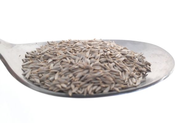 Bio Samen Eichblattsalat Till, samenfest