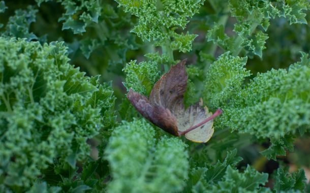 Über uns/die GärtnerInnen