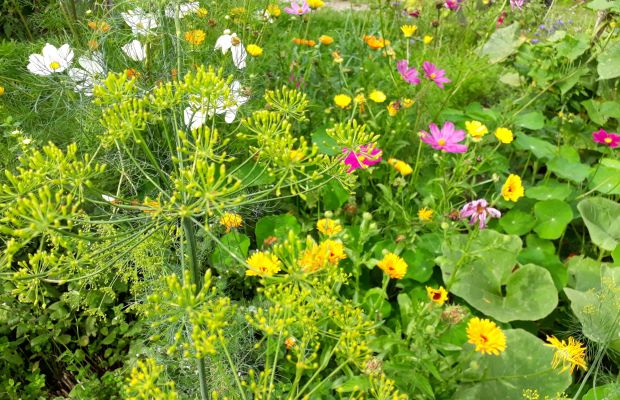 Mischkultur mit Dill, Kapuzinerkresse, Kürbis, Cosmea, Möhre