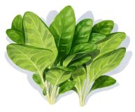 Spinat anbauen. Spinatsamen Aussaat.