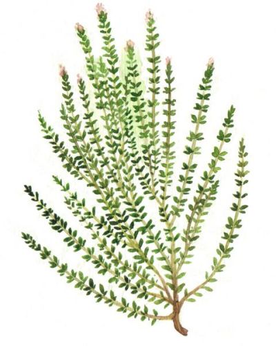 Bio Saatgut Thymian