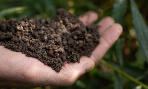 Die richtige Bioerde für Balkon und Hochbeet